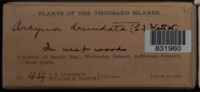 Image Associated With the Occurence